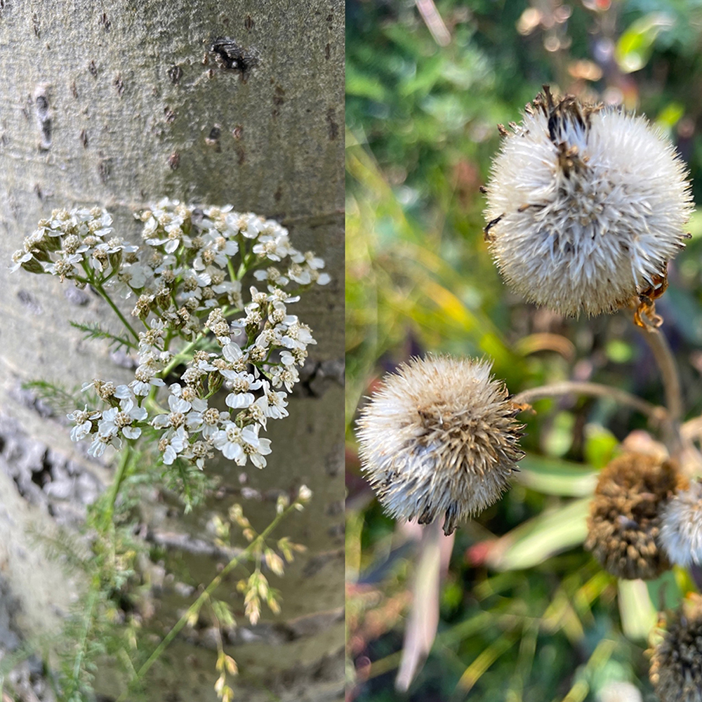 Shades of white in the August aspen forest above Santa Fe. Photo collage by Dawn Chandler.
