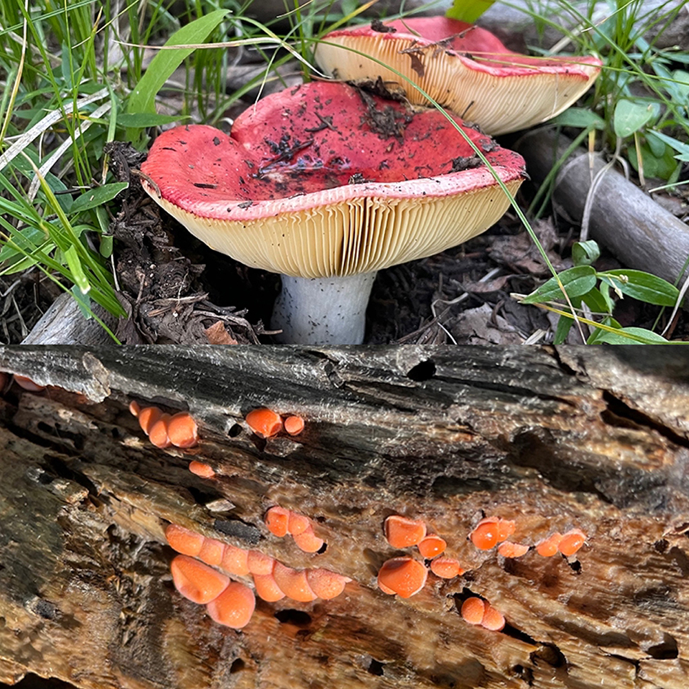 August fungi in the aspen forest above Santa Fe. Photo by artist Dawn Chandler