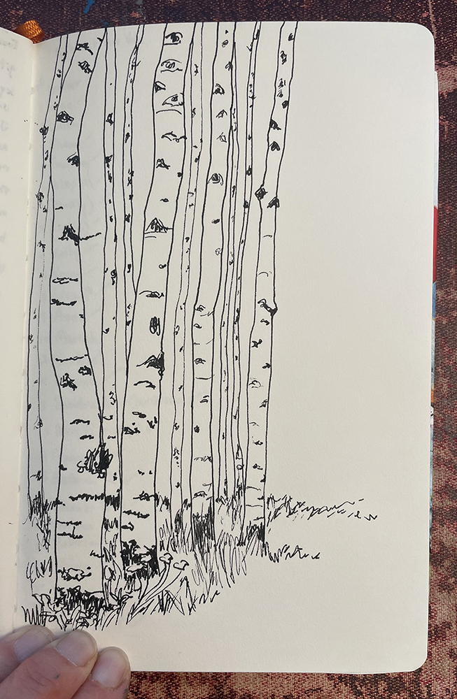 Sketch of aspen trees by Dawn Chandler.