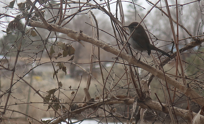 A Bewick's Wren spotted in a bush outside artist Dawn Chandler's window, Santa Fe, New Mexico, January 2023.