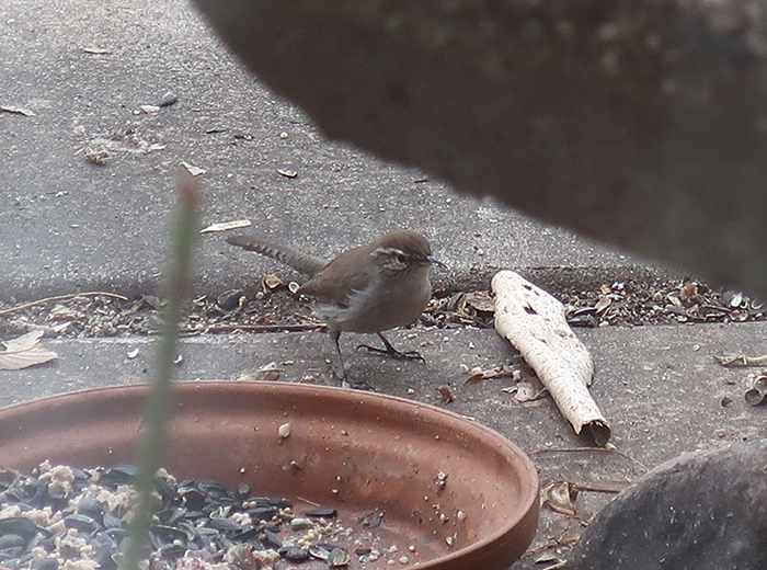 A Bewick's Wren seen outside artist Dawn Chandler's window, Santa Fe, New Mexico, January 2023.