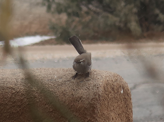 A Bewick's Wren spotted on the wall outside artist Dawn Chandler's window, Santa Fe, New Mexico, January 2023.

