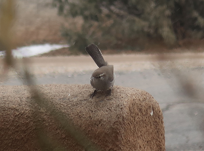 A Bewick's Wren spotted on the wall outside artist Dawn Chandler's window, Santa Fe, New Mexico, January 2023.