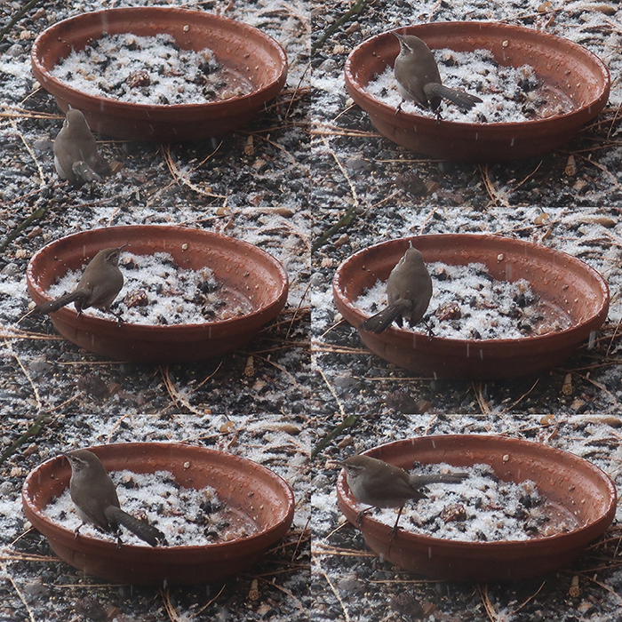 Movements of a Bewick's Wren foraging in the snow outside artist Dawn Chandler's window, Santa Fe, New Mexico, January 2023.