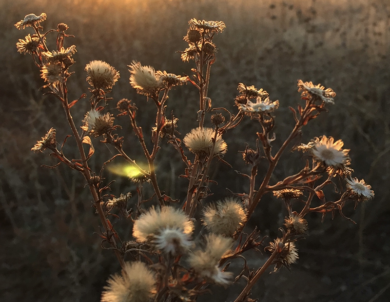 Just before the setting sun, some dry weeds catch the golden light in Santa Fe, New Mexico. Photo by Dawn Chandler.