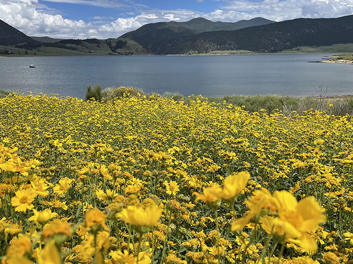 Cowpen daisies erupting in color at Eagle Nest Lake State Park, New Mexico in late August. Photo by Dawn Chandler.