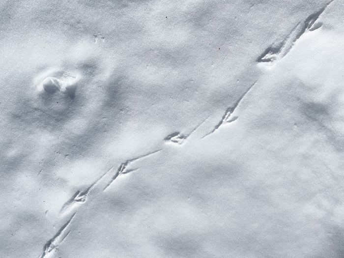 Raven tracks  in the snow in Santa Fe, New Mexico. Photo by Dawn Chandler
