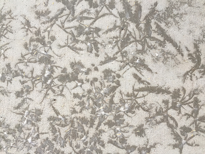 Frost patterns on a sidewalk in Santa Fe. Noticed and photographed by Dawn Chandler.