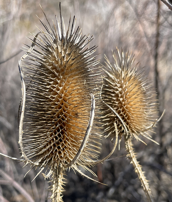 Delights: The delicate, extraordinary patterning of the seed heads of winter weeds. Photo by Dawn Chandler.