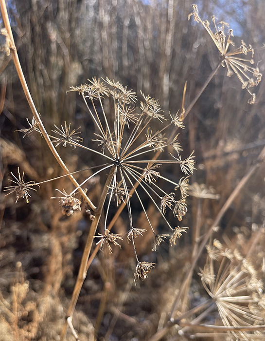 Delights: The delicate, extraordinary patterning of the seed heads of winter weeds. Photo by Dawn Chandler.