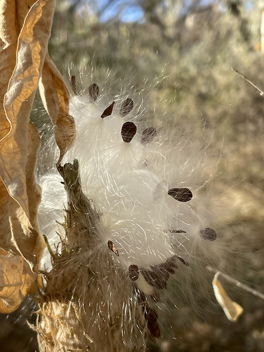 Delights: Tender threads of a milkweed thistle catching light. Photo by Dawn Chandler.