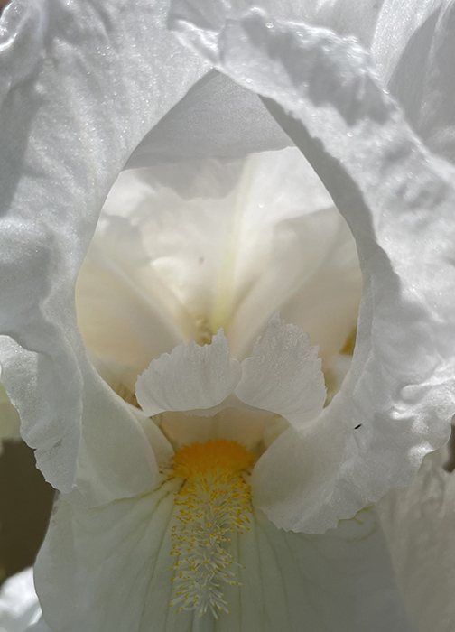 Delight: The elegant curves and passages of a white iris blossom. Photo by Dawn Chandler.