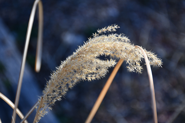 Delight: The delicate, extraordinary patterning of the seed heads of winter weeds. Photo by Dawn Chandler.