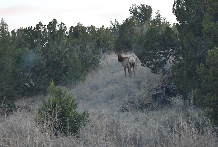 A young elk spotted in the juniper at twilight at the Caja del Rio, Santa Fe, New Mexico. Photo by Dawn Chandler.