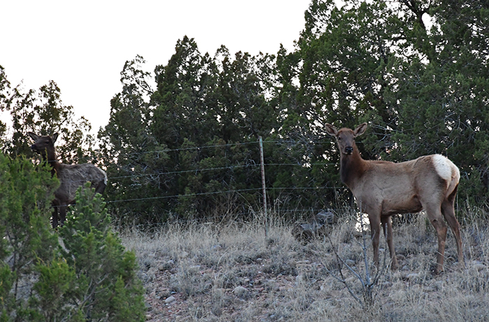 A pair of young elk spotted in the juniper at twilight at the Caja del Rio, Santa Fe, New Mexico. Photo by Dawn Chandler.